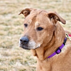 Carlos-8 years old (male) lab mix Adopted 1/30/21