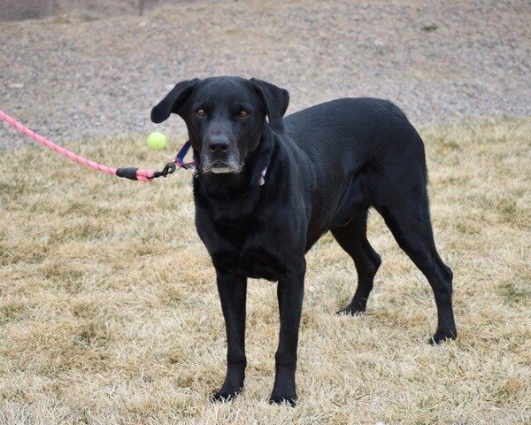 Ryder-10 years old (male) lab mix Adopted 2/6/21 - Image 3