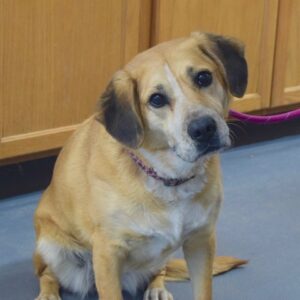 Charlie-4 years old (Female) Adopted 2/19/21
