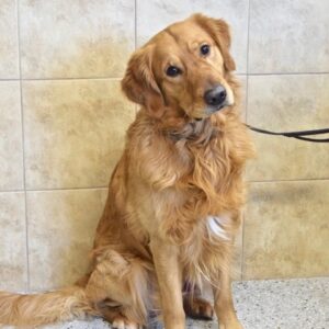 Teddy-3 years old (Male) Adopted 3/5/21
