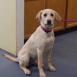 Honey-5 months (Female) Adopted 2/20/21