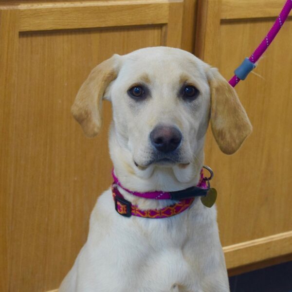 Honey-5 months (Female) Adopted 2/20/21 - Image 3