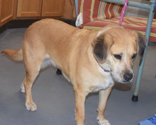 Charlie-4 years old (Female) Adopted 2/19/21 - Image 3