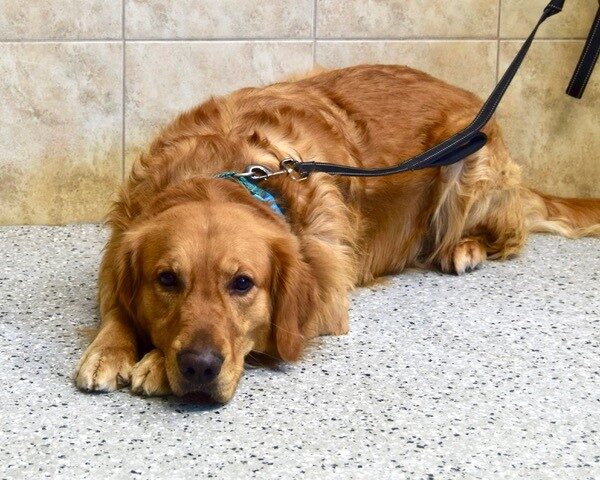 Teddy-3 years old (Male) Adopted 3/5/21 - Image 4