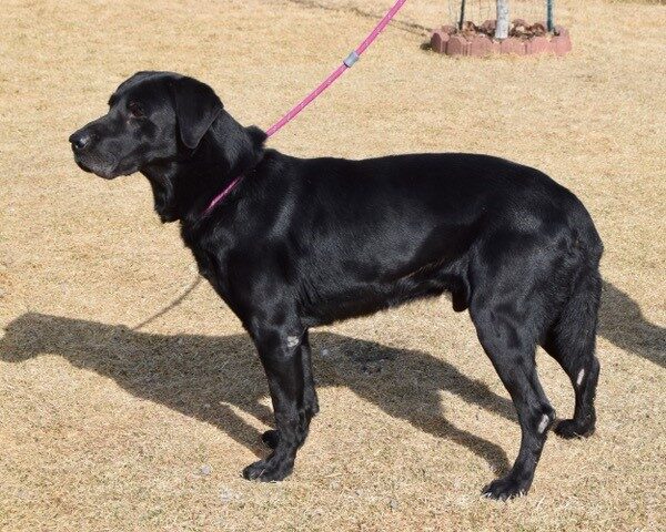Lucky-10 years old (Male) Adopted 4/14/21 - Image 3