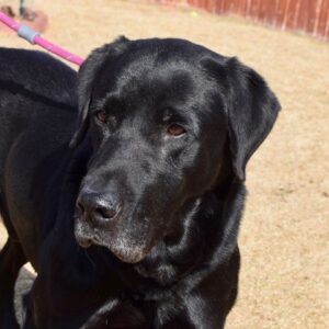Lucky-10 years old (Male) Adopted 4/14/21