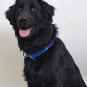Handsome Ransom-18 months old (Male) Adopted 2/6/21