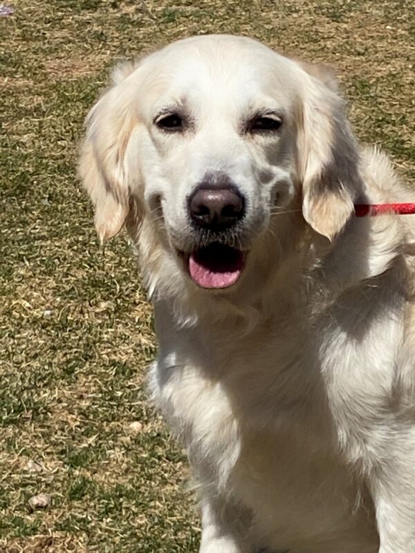 Bella-3 years old (Female) Special Needs ADOPTED 4/8/21