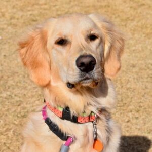 Cali-1 year old (Female) Adopted 2/21/21