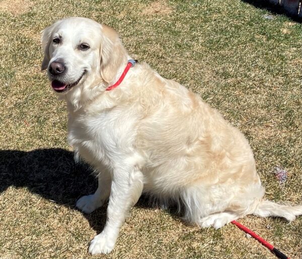 Bella-3 years old (Female) Special Needs ADOPTED 4/8/21 - Image 2