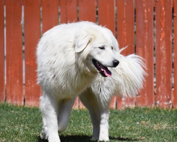 Dixie-2 years old-Great Pyrenees Mix (Female) Adopted 10/15/21 - Image 3