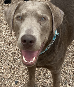 Leo-19 months old (Male) "Silver" lab Adopted 4/17/21