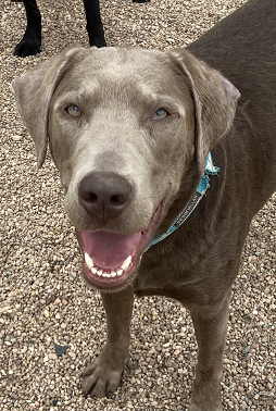Silver lab best sale male