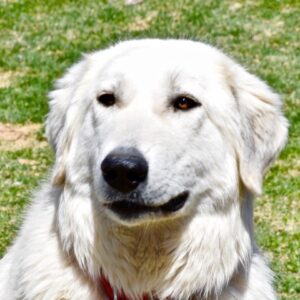 Tootsie-2 years old (Female) Great Pyrenees mix Adopted 10/17/21