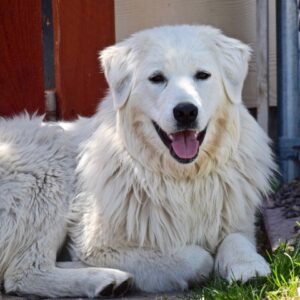 Dixie-2 years old-Great Pyrenees Mix (Female) Adopted 10/15/21