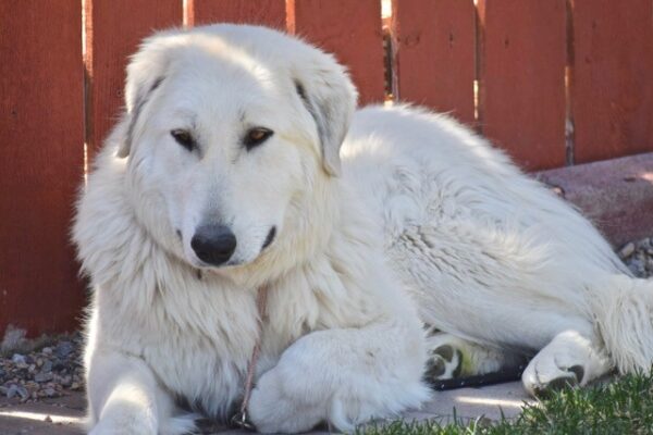 Tootsie-2 years old (Female) Great Pyrenees mix Adopted 10/17/21 - Image 2