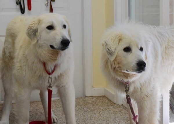 Dixie-2 years old-Great Pyrenees Mix (Female) Adopted 10/15/21 - Image 6