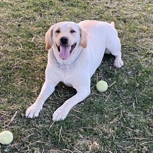 Chai-1 year old (Female) Adopted 4/19/21