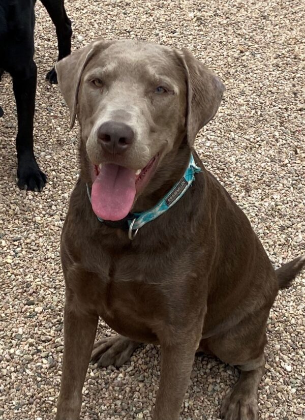 Leo-19 months old (Male) "Silver" lab Adopted 4/17/21 - Image 2