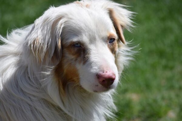 Bradley (Aussie) & Eddie (Golden Ret.)-1 year old (Males) ADOPTED 5/8/21 - Image 3