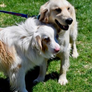 Bradley (Aussie) & Eddie (Golden Ret.)-1 year old (Males) ADOPTED 5/8/21