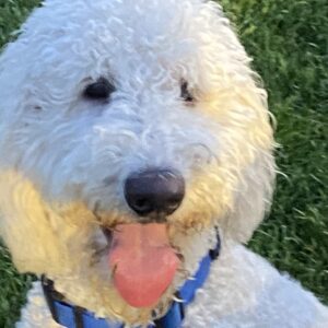 Teddy-1 year old (Male) Goldendoodle Adopted 7/17/21