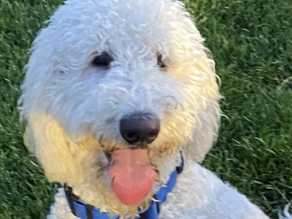 Teddy-1 year old (Male) Goldendoodle Adopted 7/17/21