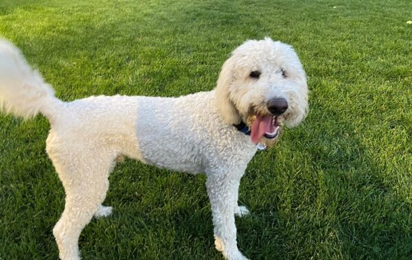 Teddy-1 year old (Male) Goldendoodle Adopted 7/17/21 - Image 7