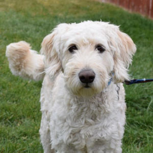 Wrigley-4 years old (Male) Goldendoodle Adopted 7/20/21