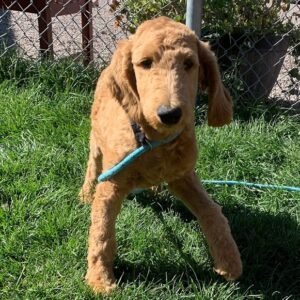 ACCEPTING APPLICATIONS FOR RED GOLDEN DOODLE PUPPIES (4 months)
