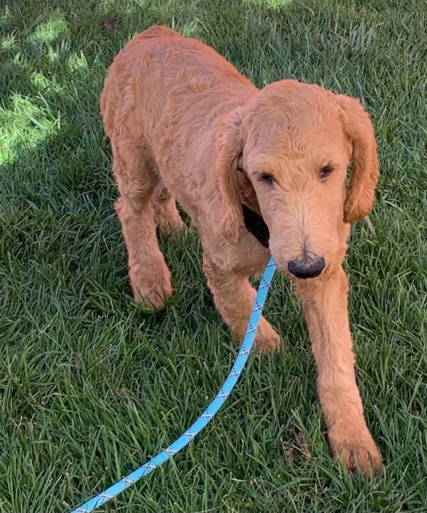 ACCEPTING APPLICATIONS FOR RED GOLDEN DOODLE PUPPIES (4 months) - Image 2