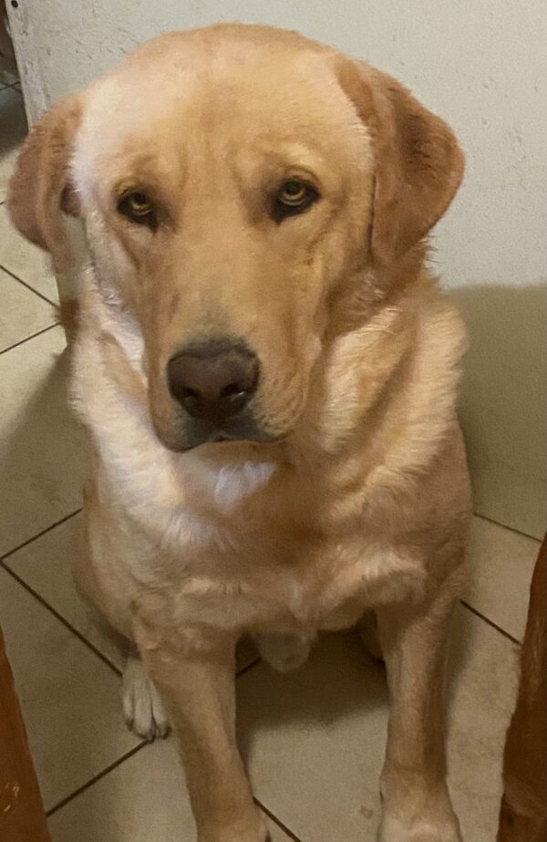 Duke-19 months Lab mix-ADOPTED 11/30/21 - Image 2