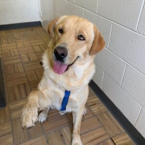 Duke-19 months Lab mix-ADOPTED 11/30/21
