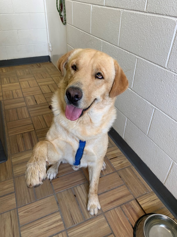 Duke-19 Lab 11/30/21 - Golden Retriever Rescue