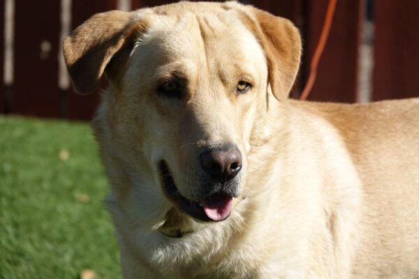 Duke-19 months Lab mix-ADOPTED 11/30/21 - Image 3