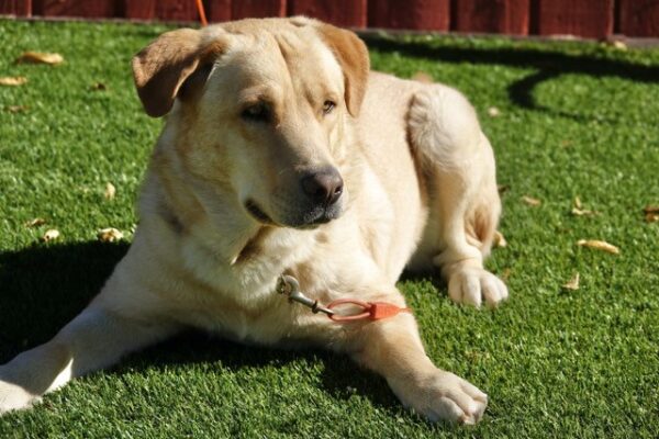 Duke-19 months Lab mix-ADOPTED 11/30/21 - Image 5