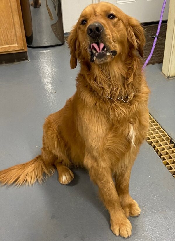 Lloyd-5 years old (Male) Adopted 12/23/21 - Image 2
