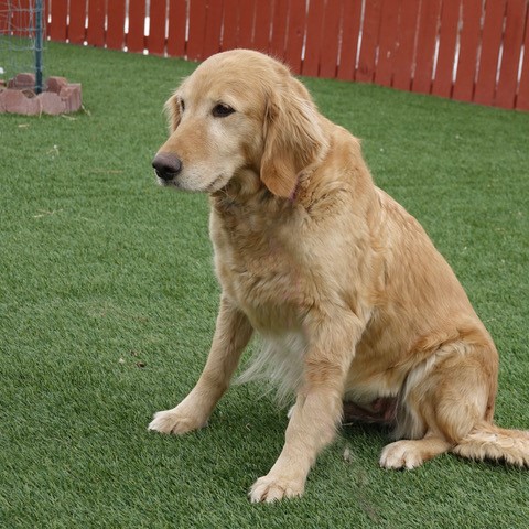 Adult female deals golden retriever