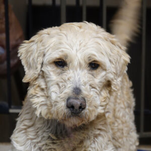 ADOPTED!! Buttercup-(Female-Former Breeder dog-Goldendoodle) 7 years old