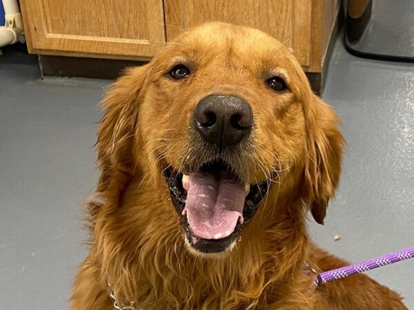 Lloyd-5 years old (Male) Adopted 12/23/21 - Image 3