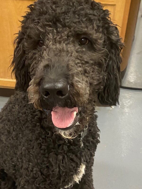 ADOPTED Bodhi-1 year old (Male) Golden Doodle - Image 3