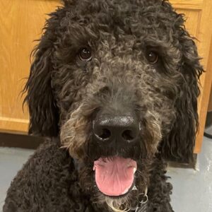 ADOPTED Bodhi-1 year old (Male) Golden Doodle