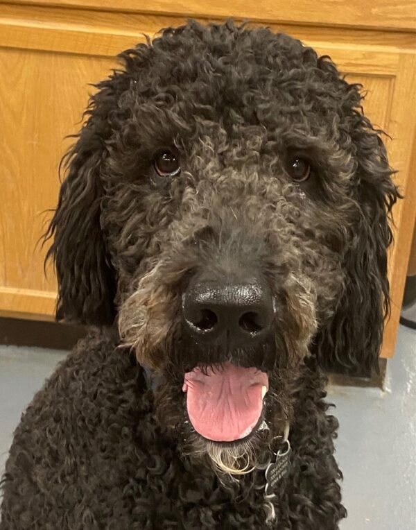 ADOPTED Bodhi-1 year old (Male) Golden Doodle