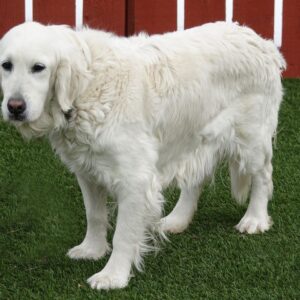 Mill Dogs Female Golden Retrievers (All adults)