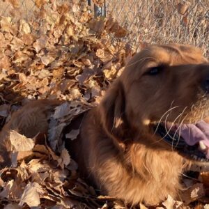 Lloyd-5 years old (Male) Adopted 12/23/21