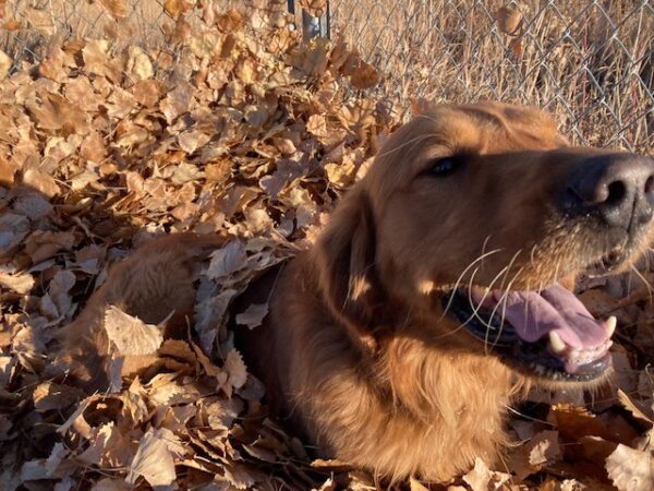 Lloyd-5 years old (Male) Adopted 12/23/21