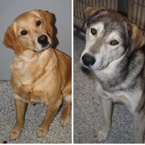 ADOPTED 1/8/22 Piper (Female Golden Ret.) 2.5 years old Sydka (Male-Husky Golden mix) 1.5 years old !!BONDED PAIR!!