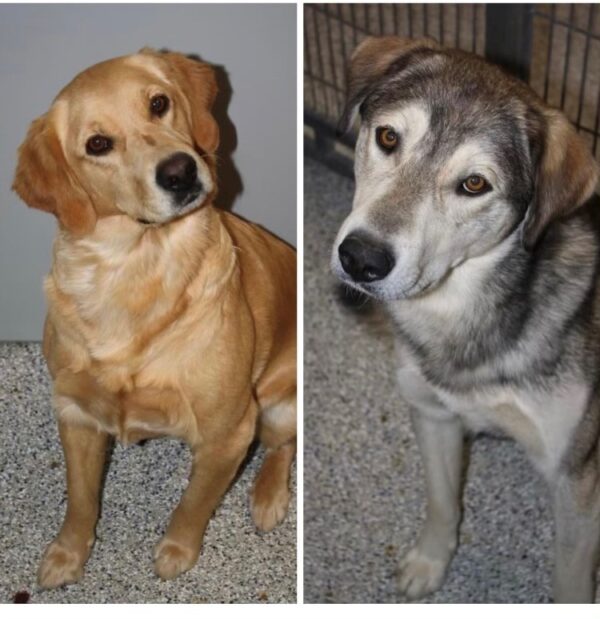 ADOPTED 1/8/22 Piper (Female Golden Ret.) 2.5 years old Sydka (Male-Husky Golden mix) 1.5 years old !!BONDED PAIR!!