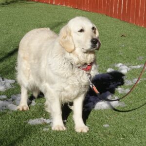 Adopted 1/22/22 Addie-5 years old (Female)