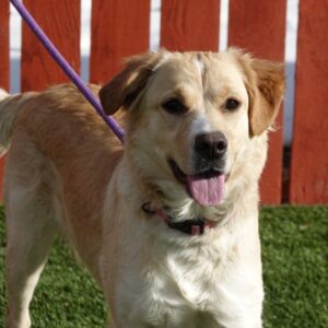 Adopted 2/6/22 Butters-1 year old (Female) Golden Retriever Mix